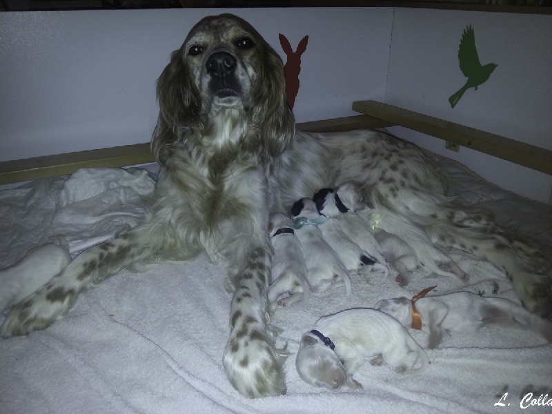 chiot Setter Anglais de la Montagne St Victoire