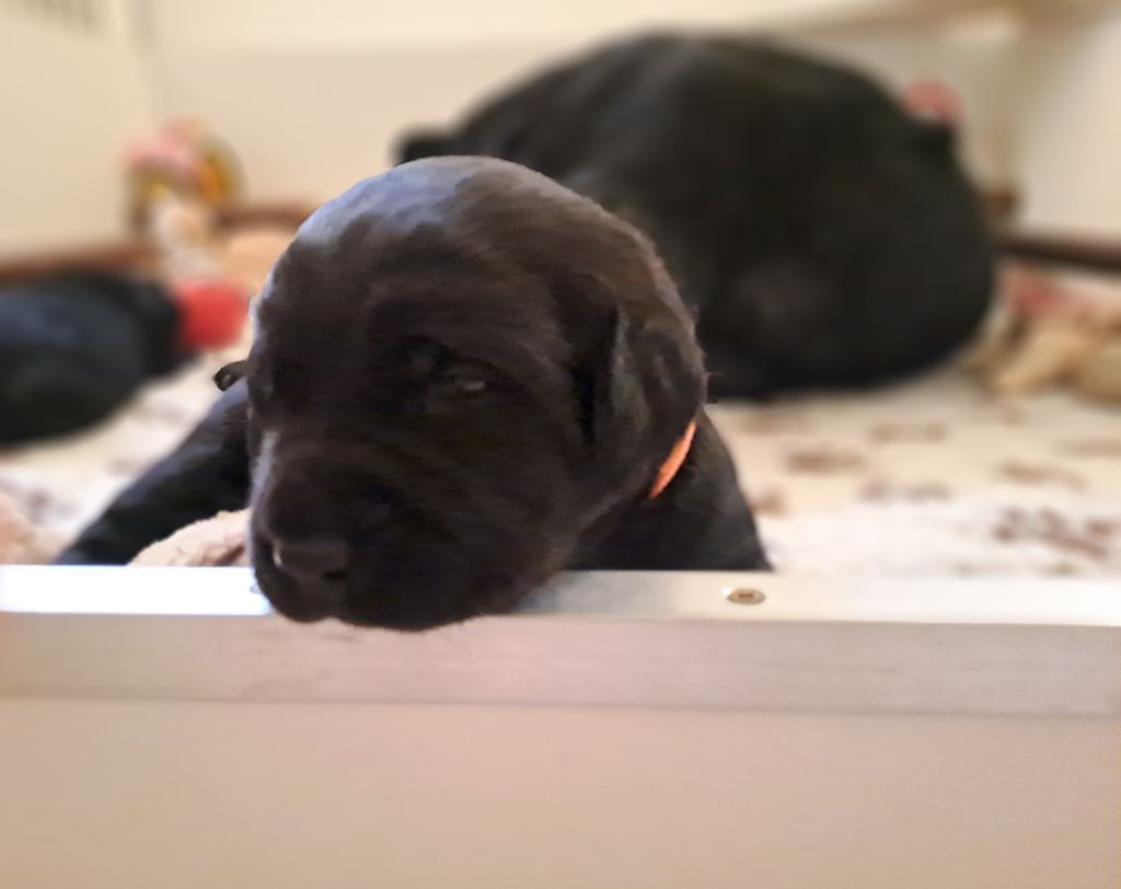 de la Montagne Sainte Victoire - Chiots disponibles - Labrador Retriever