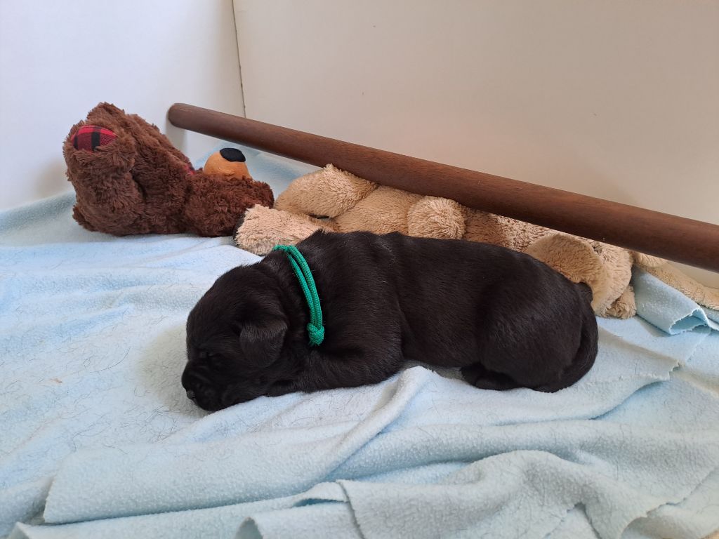 de la Montagne Sainte Victoire - Chiots disponibles - Labrador Retriever