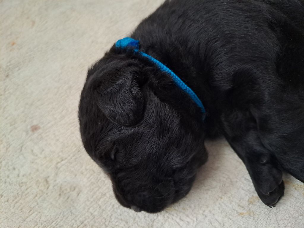 de la Montagne Sainte Victoire - Chiots disponibles - Labrador Retriever